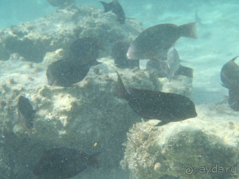 фото Pickalbatros Oasis Port Galib