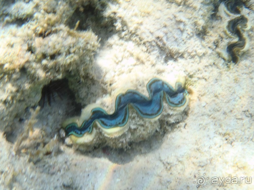 фото Pickalbatros Oasis Port Galib