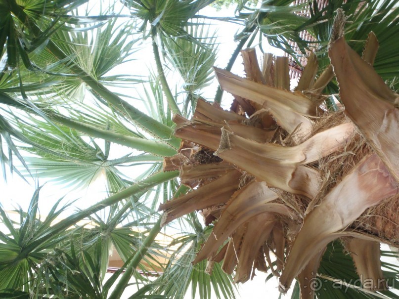 "МЕДОВЫЙ МЕСЯЦ" в Crown Plaza Oasis Port Ghalib - УДАЛСЯ!!! :)