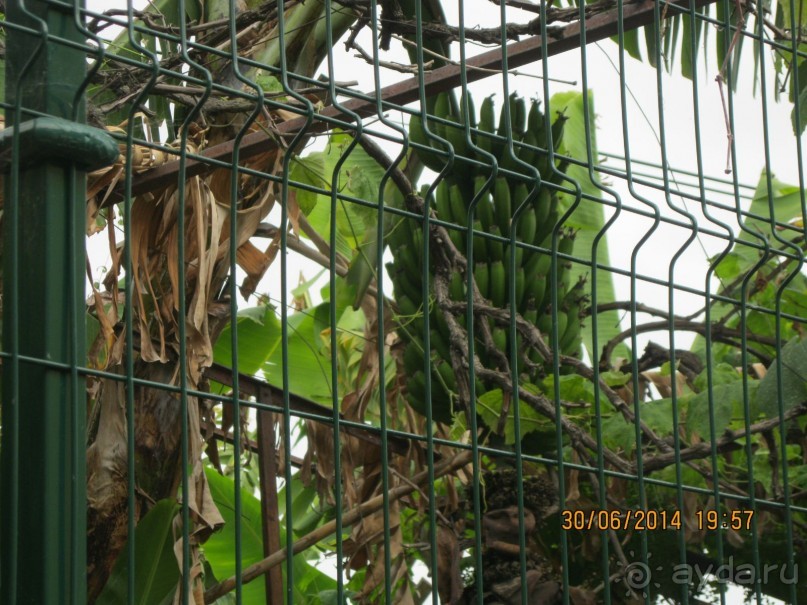 Часть 6. Изумрудные портьеры Монте.