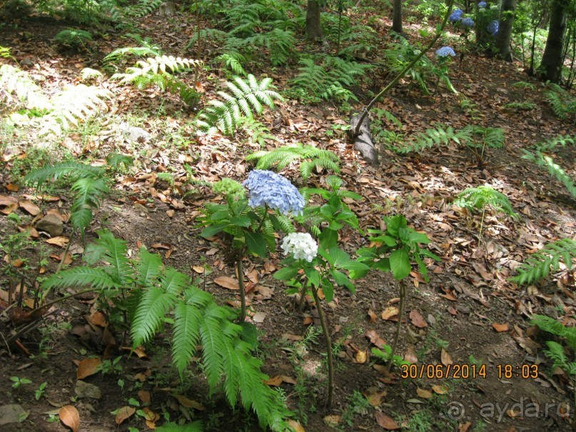 Часть 6. Изумрудные портьеры Монте.