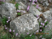 День в Старом Которе