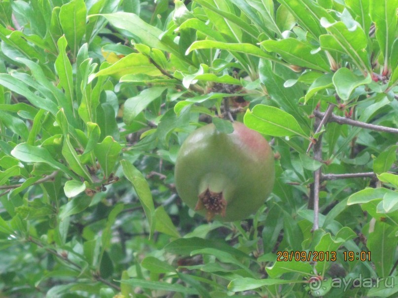 Черногория. Путешествие по Будванской Ривьере пешком! День первый и второй.