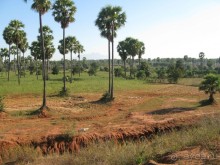 По стране золотых пирамидок