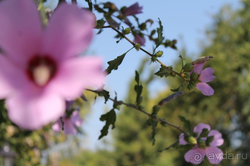 На даче у тёти Донны Розы