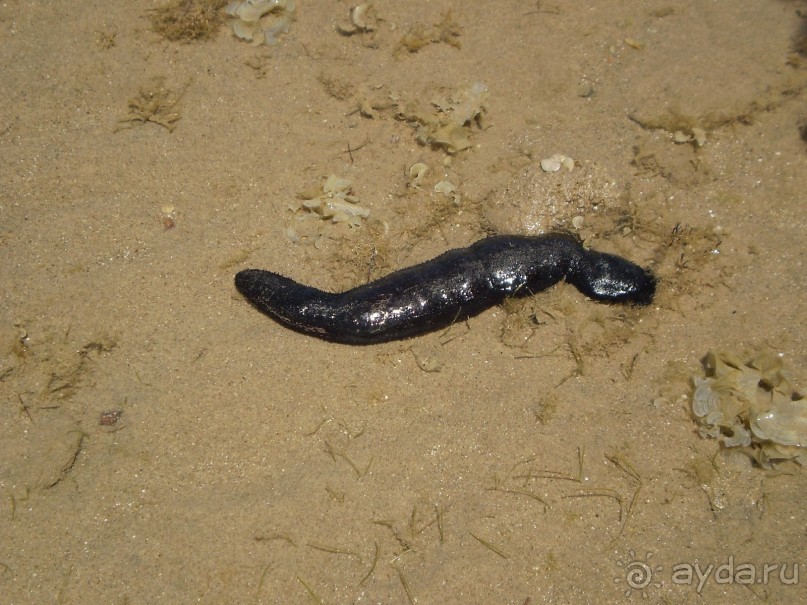  Надоел туризм? Хочется именно отдыха? Добро пожаловать в Египет. 