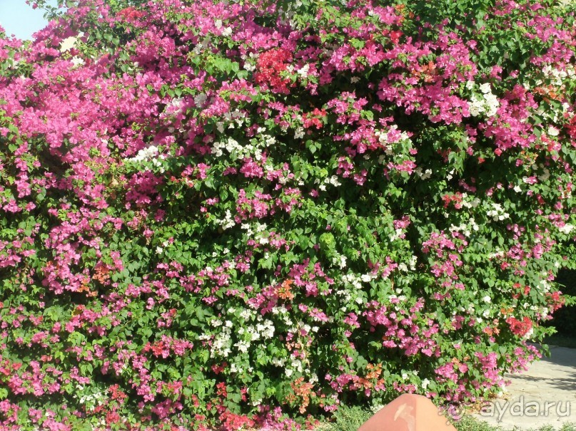 А мы в восторге