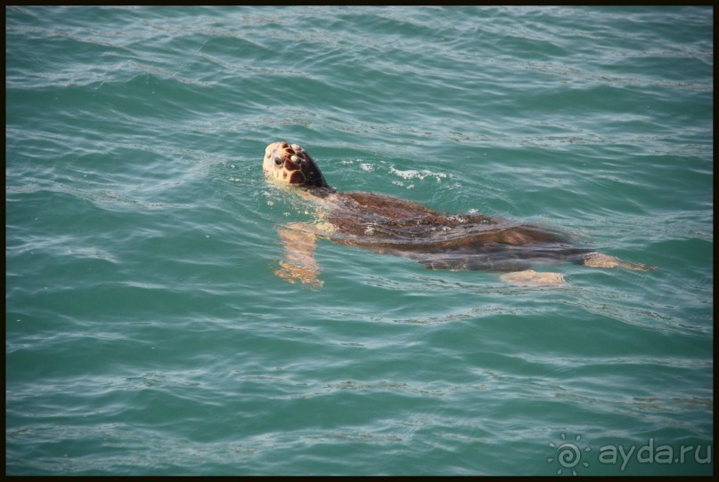 Действительно Звезда Анталии