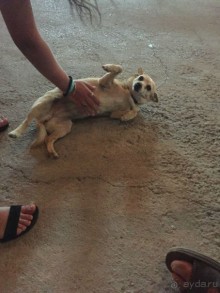 Родос .Колимбия.