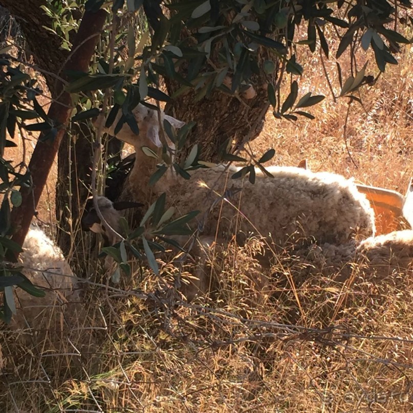 Родос .Колимбия.