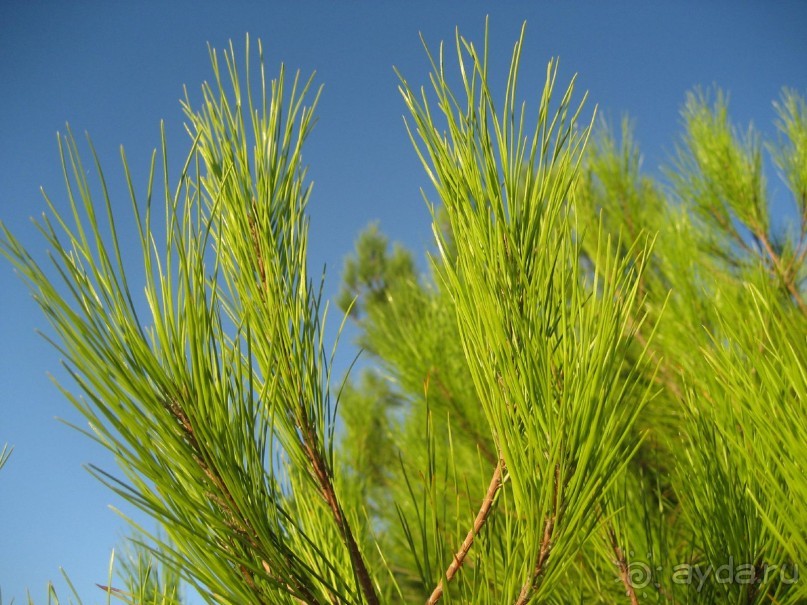 Сосны и небо!