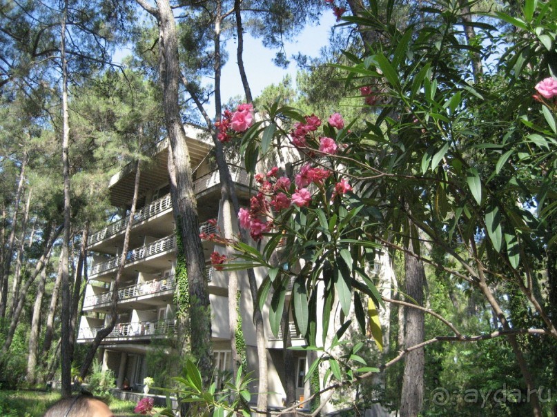 Основной корпус... весь в соснах