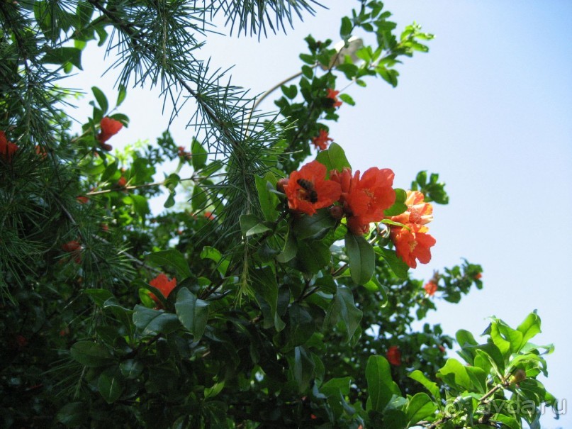 Цветущее дерево граната