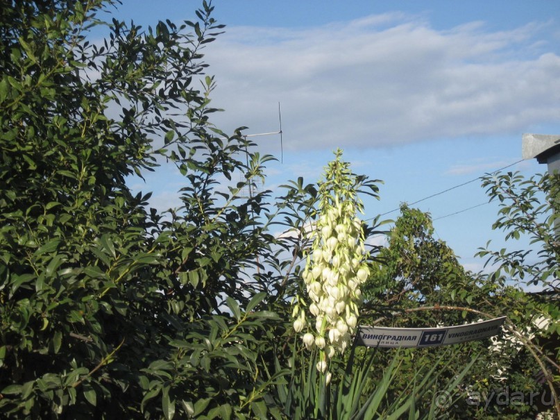 Цветущая юкка... и это в конце сентября!!!!