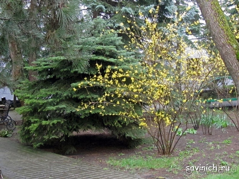 Санаторий "Родник" Анапа Краснодарский край