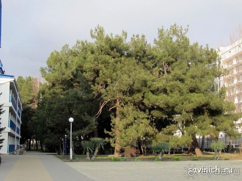 Санаторий "Родник" Анапа Краснодарский край