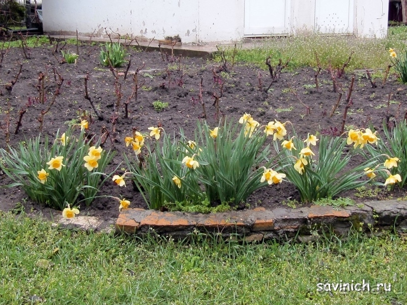 Санаторий "Родник" Анапа Краснодарский край