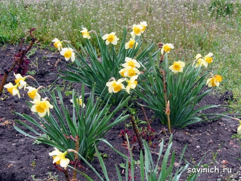 Санаторий "Родник" Анапа Краснодарский край