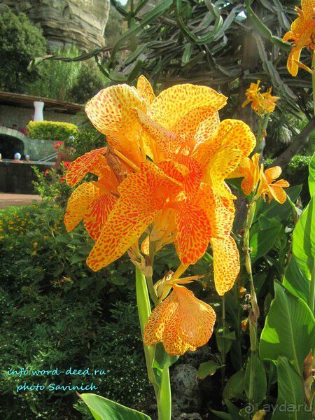 фото Imperamare