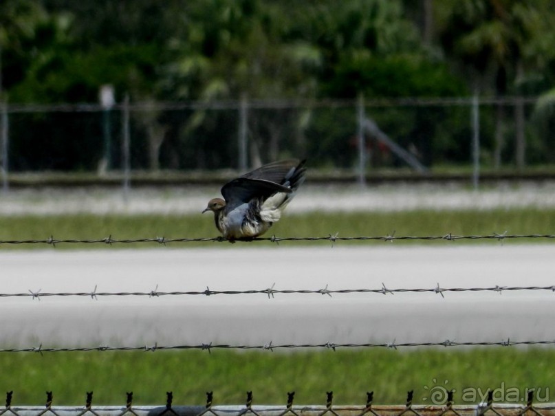 Споттинг в Майами