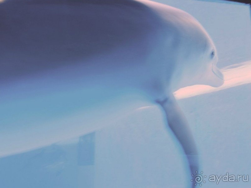 The best from the US