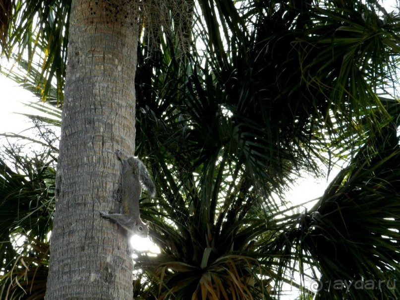 The best from the US