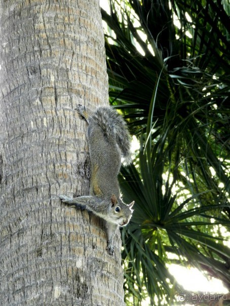 The best from the US