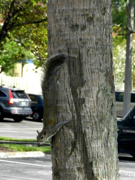 The best from the US