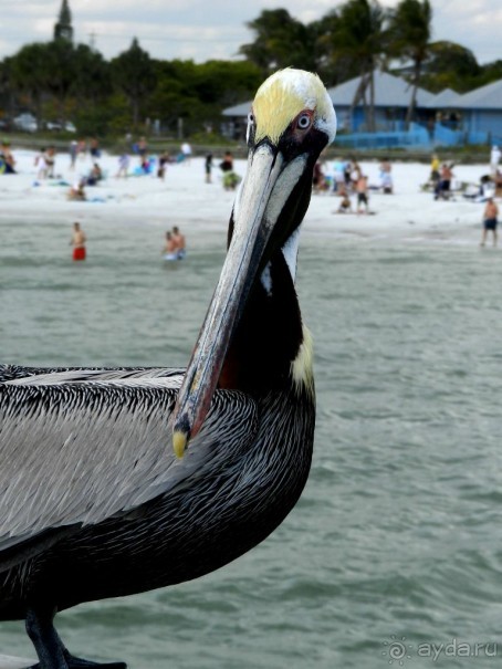 The best from the US