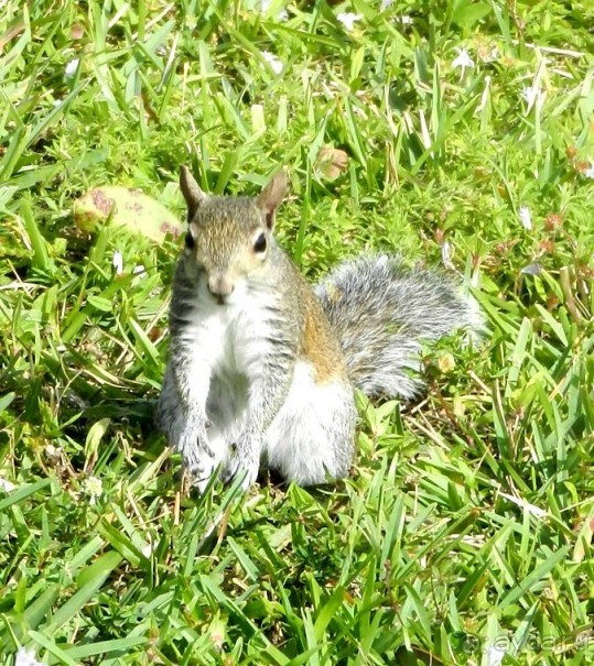 The best from the US