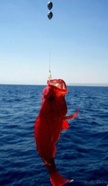 Морские экскурсии из Хургады. Фотоотчет.