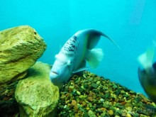 Морские экскурсии из Хургады. Фотоотчет.