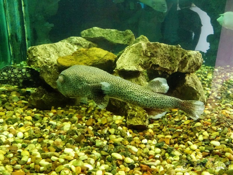 Морские экскурсии из Хургады. Фотоотчет.