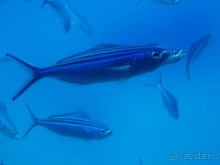 Морские экскурсии из Хургады. Фотоотчет.