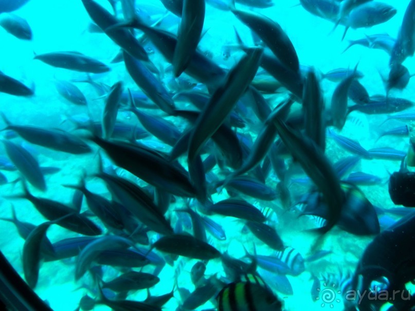 Морские экскурсии из Хургады. Фотоотчет.