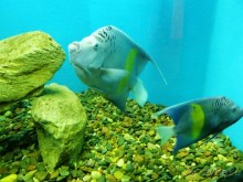 Морские экскурсии из Хургады. Фотоотчет.