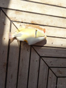 Морские экскурсии из Хургады. Фотоотчет.