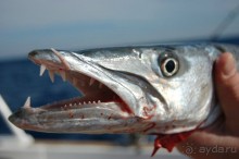 Морские экскурсии из Хургады. Фотоотчет.