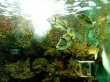 Морские экскурсии из Хургады. Фотоотчет.