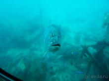 Морские экскурсии из Хургады. Фотоотчет.