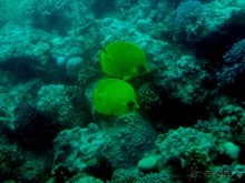 Морские экскурсии из Хургады. Фотоотчет.