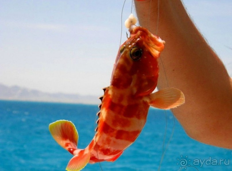 Морские экскурсии из Хургады. Фотоотчет. Морские экскурсии из Хургады. Фотоотчет.