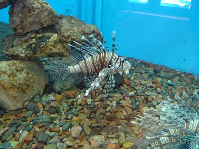 Морские экскурсии из Хургады. Фотоотчет. Морские экскурсии из Хургады. Фотоотчет.