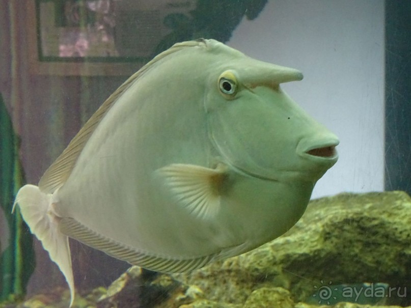 Морские экскурсии из Хургады. Фотоотчет. Морские экскурсии из Хургады. Фотоотчет.