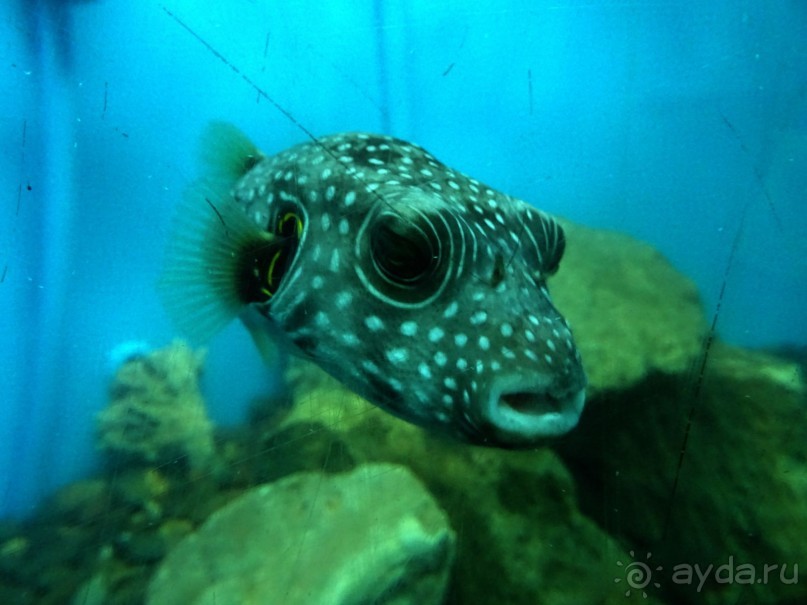 Морские экскурсии из Хургады. Фотоотчет. Морские экскурсии из Хургады. Фотоотчет.