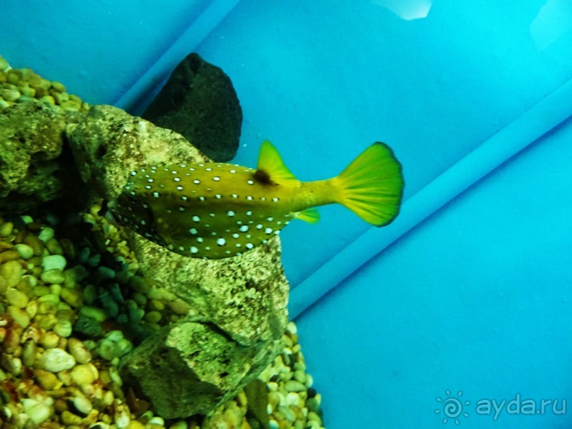 Морские экскурсии из Хургады. Фотоотчет. Морские экскурсии из Хургады. Фотоотчет.