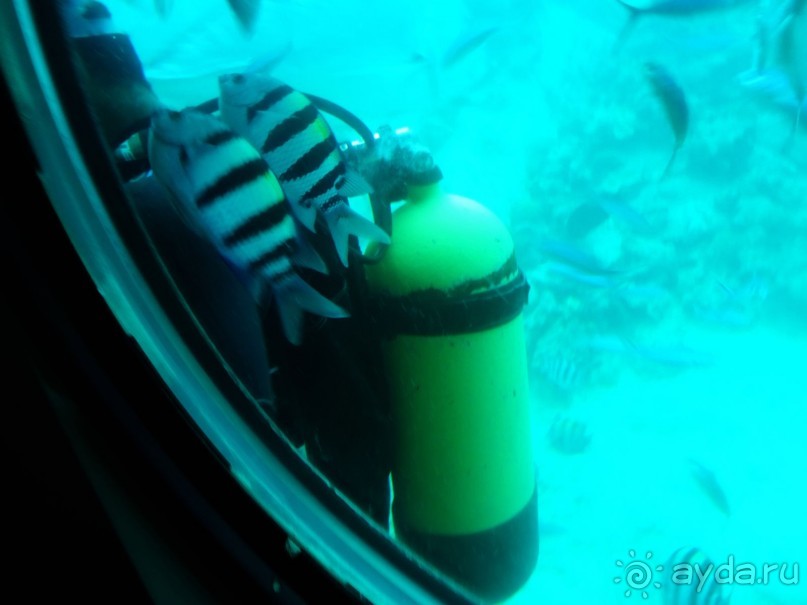 Морские экскурсии из Хургады. Фотоотчет. Морские экскурсии из Хургады. Фотоотчет.