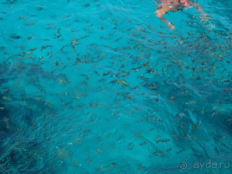 Морские экскурсии из Хургады. Фотоотчет. Морские экскурсии из Хургады. Фотоотчет.