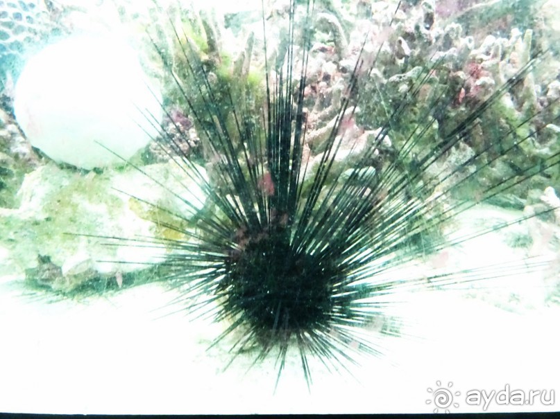 Морские экскурсии из Хургады. Фотоотчет. Морские экскурсии из Хургады. Фотоотчет.