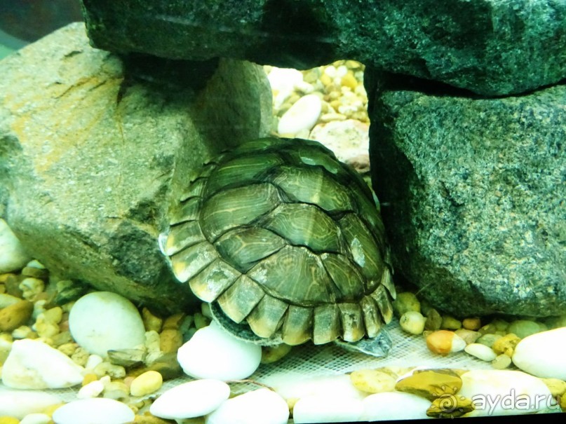 Морские экскурсии из Хургады. Фотоотчет. Морские экскурсии из Хургады. Фотоотчет.